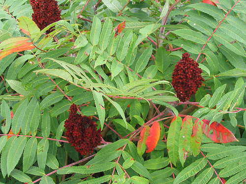 Sumac