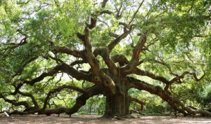 angeloak