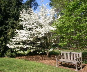 Dogwood Norfolk Botanical Garden