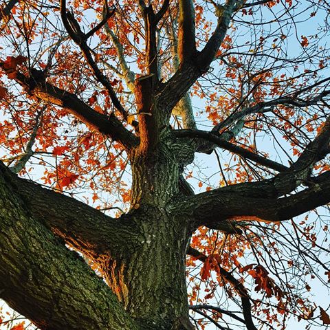 45291089_370572250346532_7224476986797480935_n