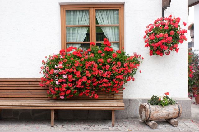 1280-161368380-geranium-flower-window-box-Gardenerdy