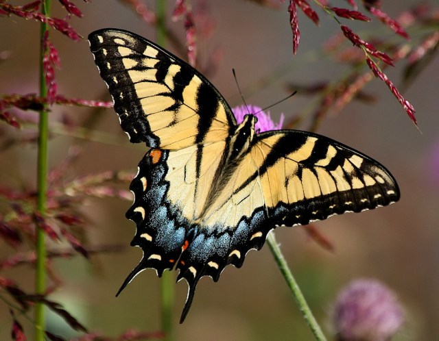 2-Eastern Swallowtail