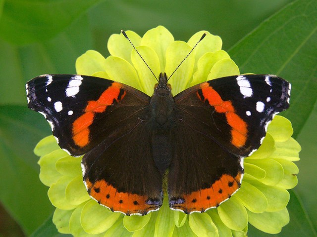 4-Red Admiral