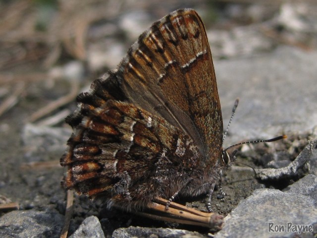 5-Eastern Pine Elfin