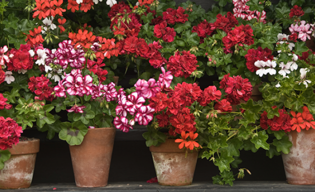 geraniums_articles-miraclegro dot com